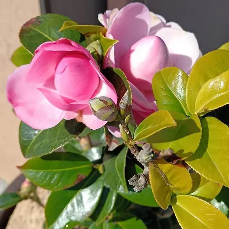 Moimenta לינה וארוחת בוקר