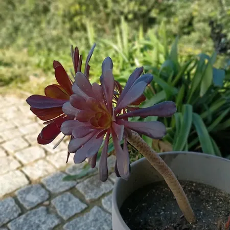 Moimenta לינה וארוחת בוקר