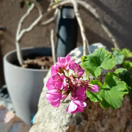 Moimenta לינה וארוחת בוקר מינדלו