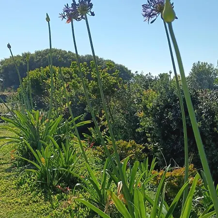 Moimenta מינדלו