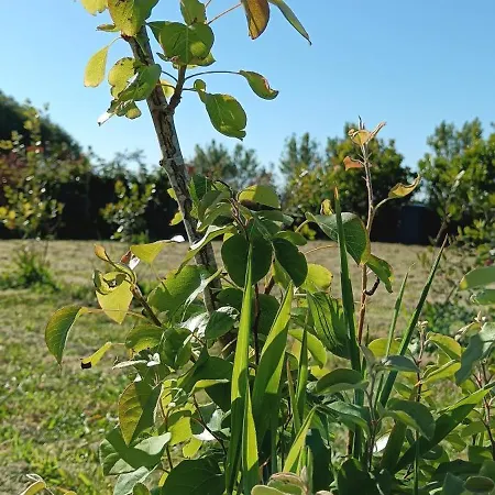 Moimenta 4*