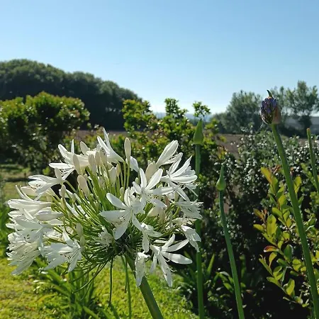 לינה וארוחת בוקר Moimenta מינדלו