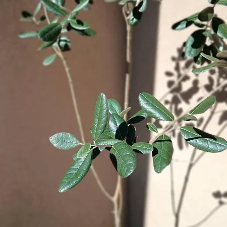 לינה וארוחת בוקר Moimenta 3*