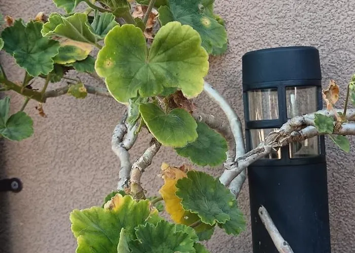 לינה וארוחת בוקר Moimenta