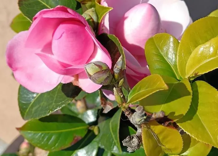 Moimenta לינה וארוחת בוקר