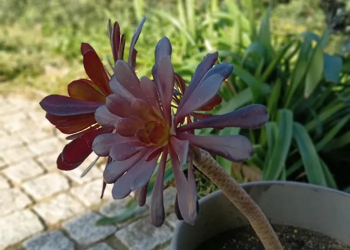 Moimenta Bed & Breakfast