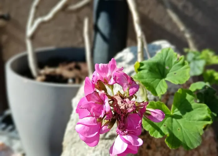 Moimenta לינה וארוחת בוקר מינדלו