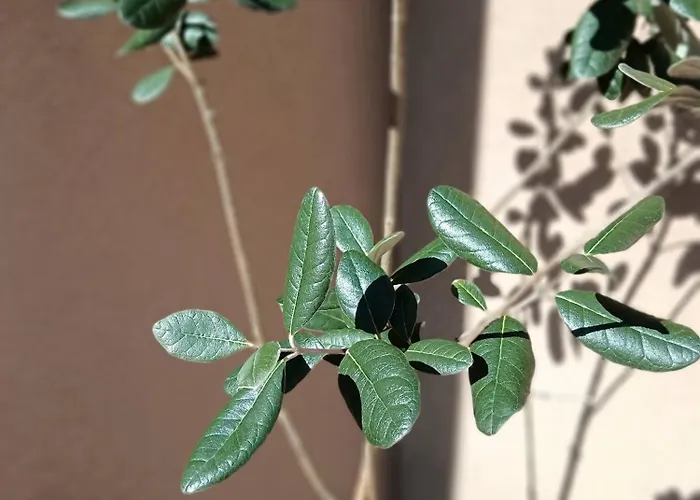 Bed & Breakfast Moimenta 3*